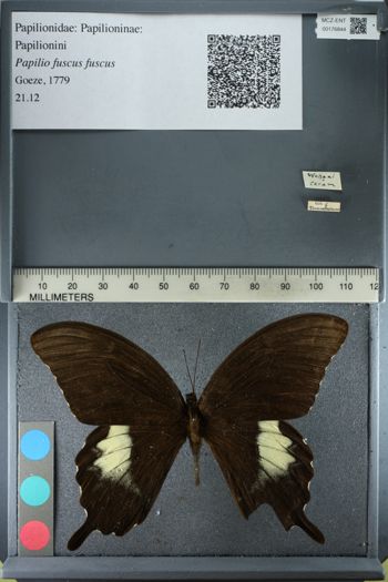 Media type: image;   Entomology 176844